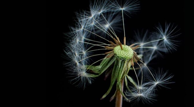 La Révélation de Ferrare